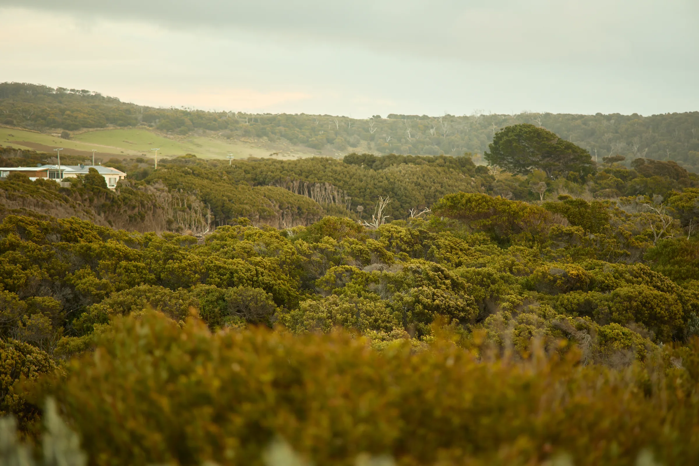Coastal bushland with a house on the ridge and farmland behind