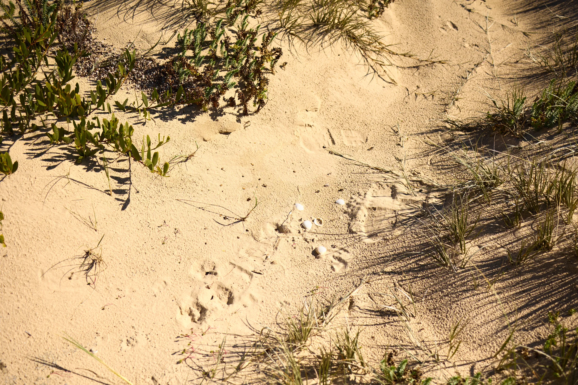 Footprints and shells in the sand among coastal plants