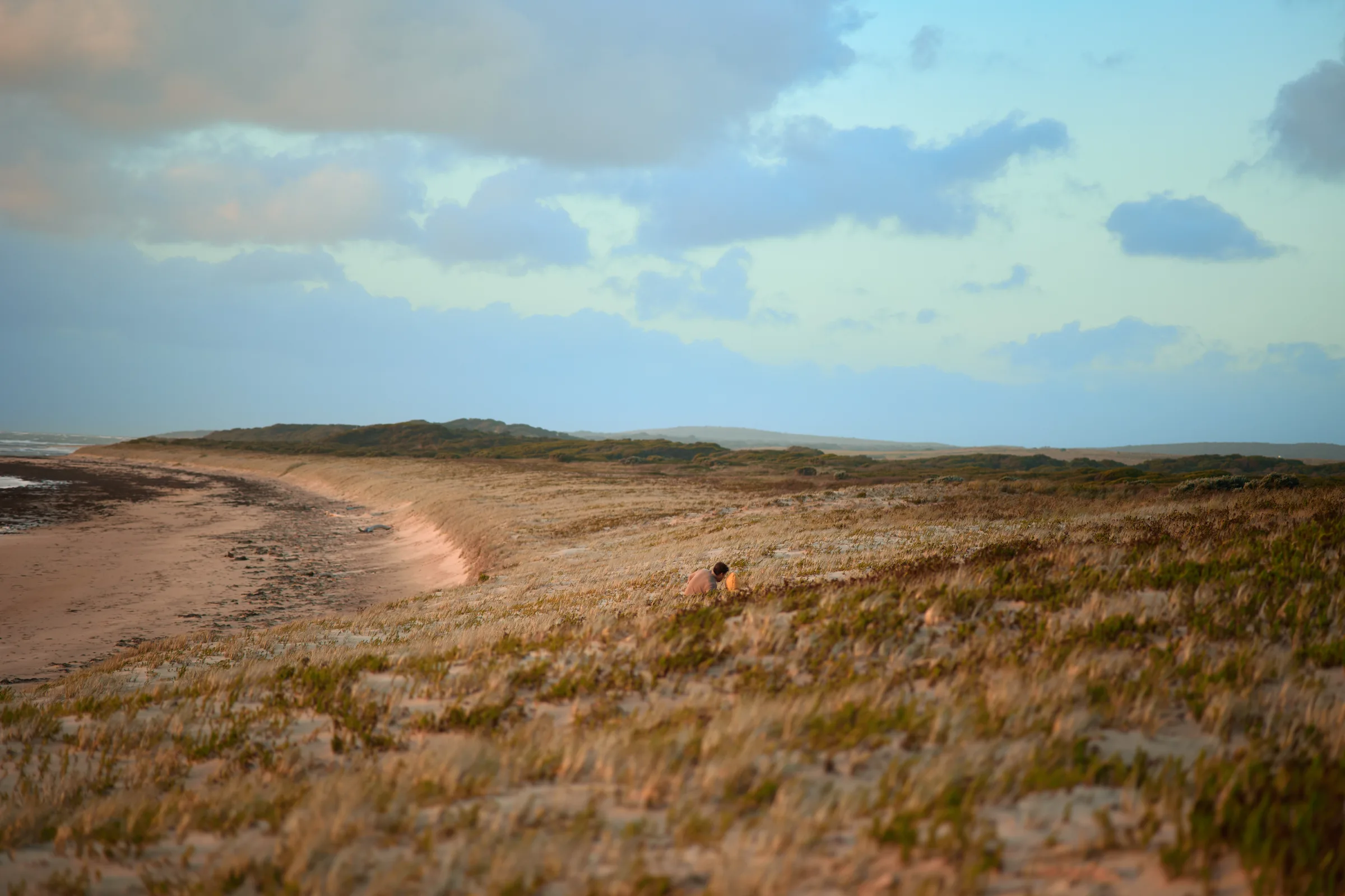 Windswept dune grass along the curving shoreline